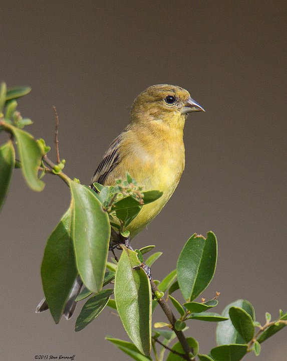 _3SB7071 lesser goldfinch female.jpg